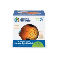 Ochiul Model sectiune Learning Resources